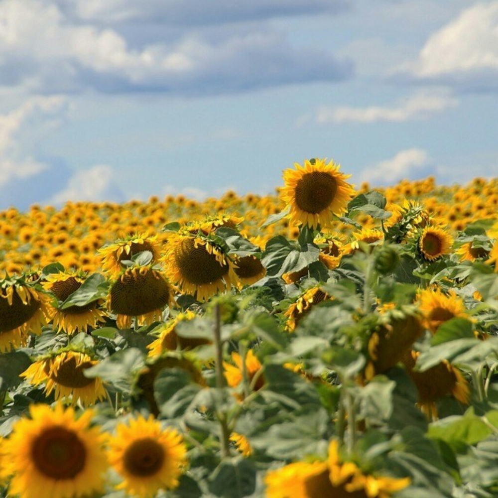 💛Meet Your Posher Kim!🌻